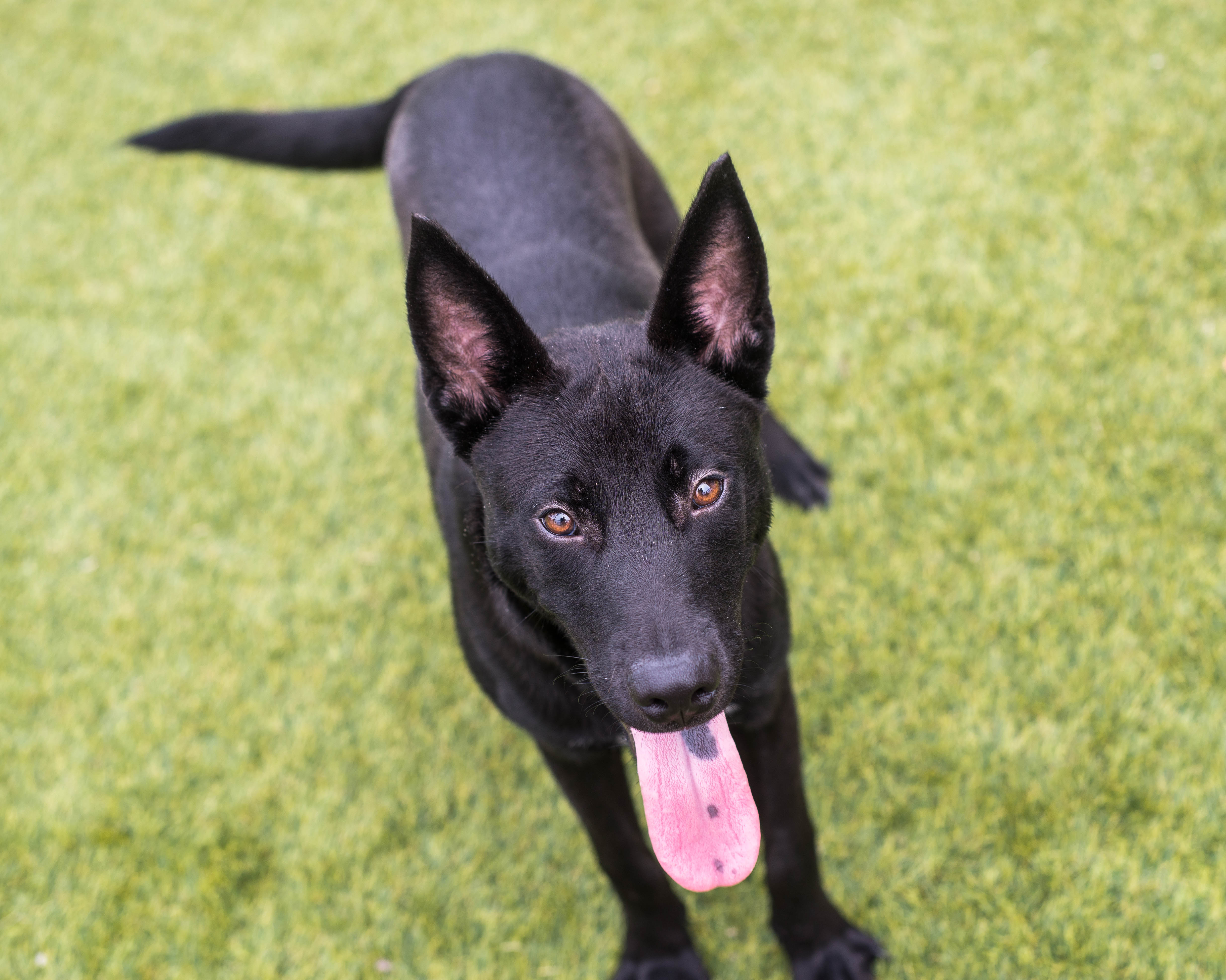 Ringo, Adult Male German Shepherd Dog