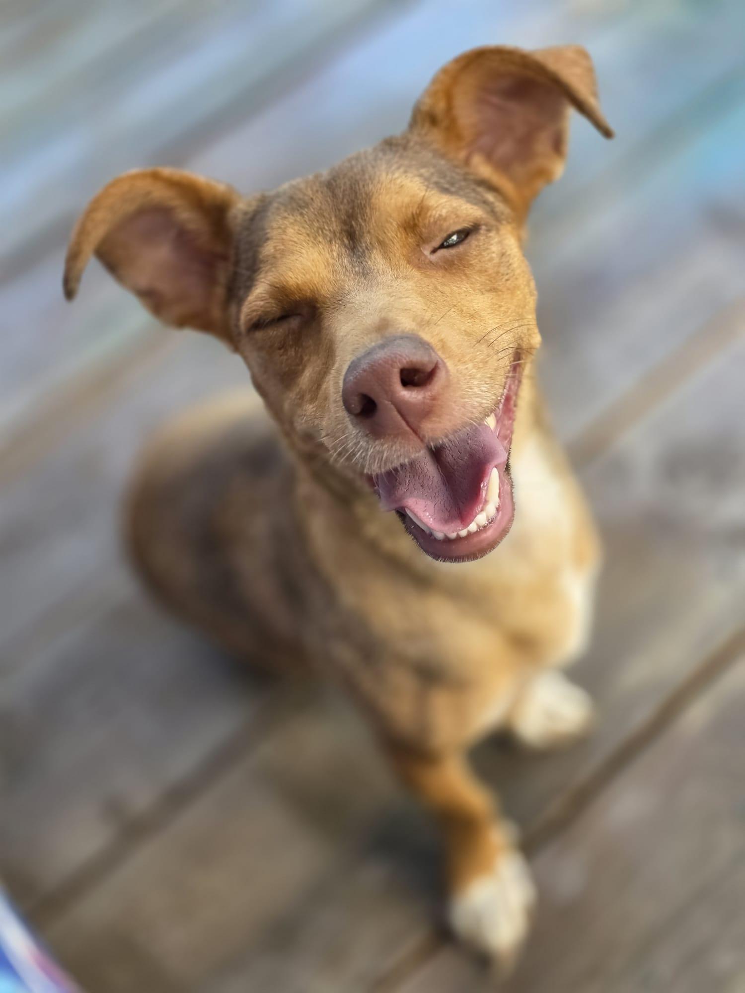 Leyla, a Adoptable mixed breed in Kirkland, WA image 2/4