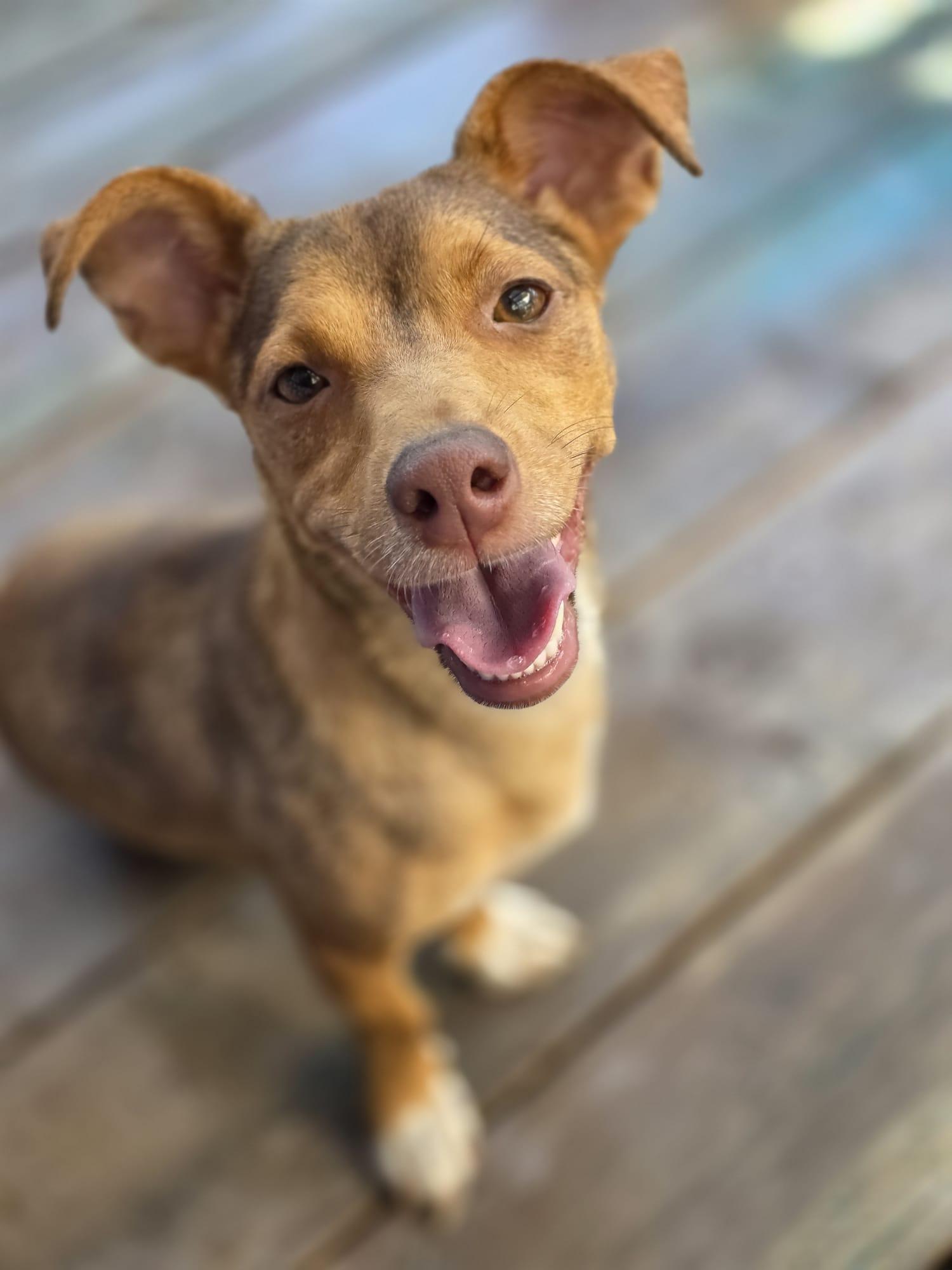 Leyla, Adoptable, Young Female Corgi & Shepherd.