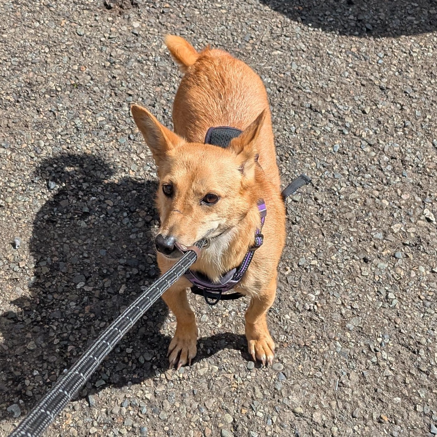 Leyla, a Adoptable mixed breed in Kirkland, WA image 3/4