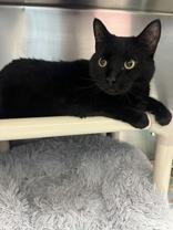 Enlarge Baby, an adopted Domestic Short Hair in Whitby, ON image 2/2