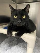 Baby, adopted, Adult Female Domestic Short Hair.