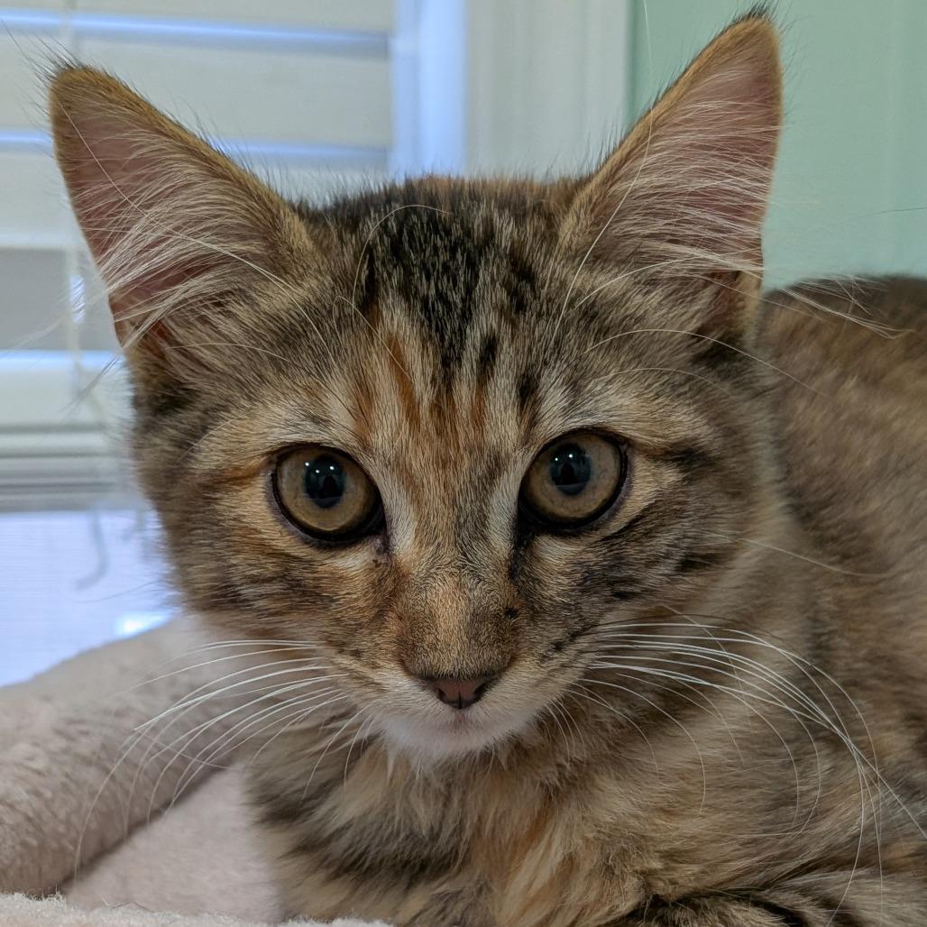 Enlarge 26-03 Peach, a Adoptable Domestic Medium Hair in North Branford, CT image 1/3