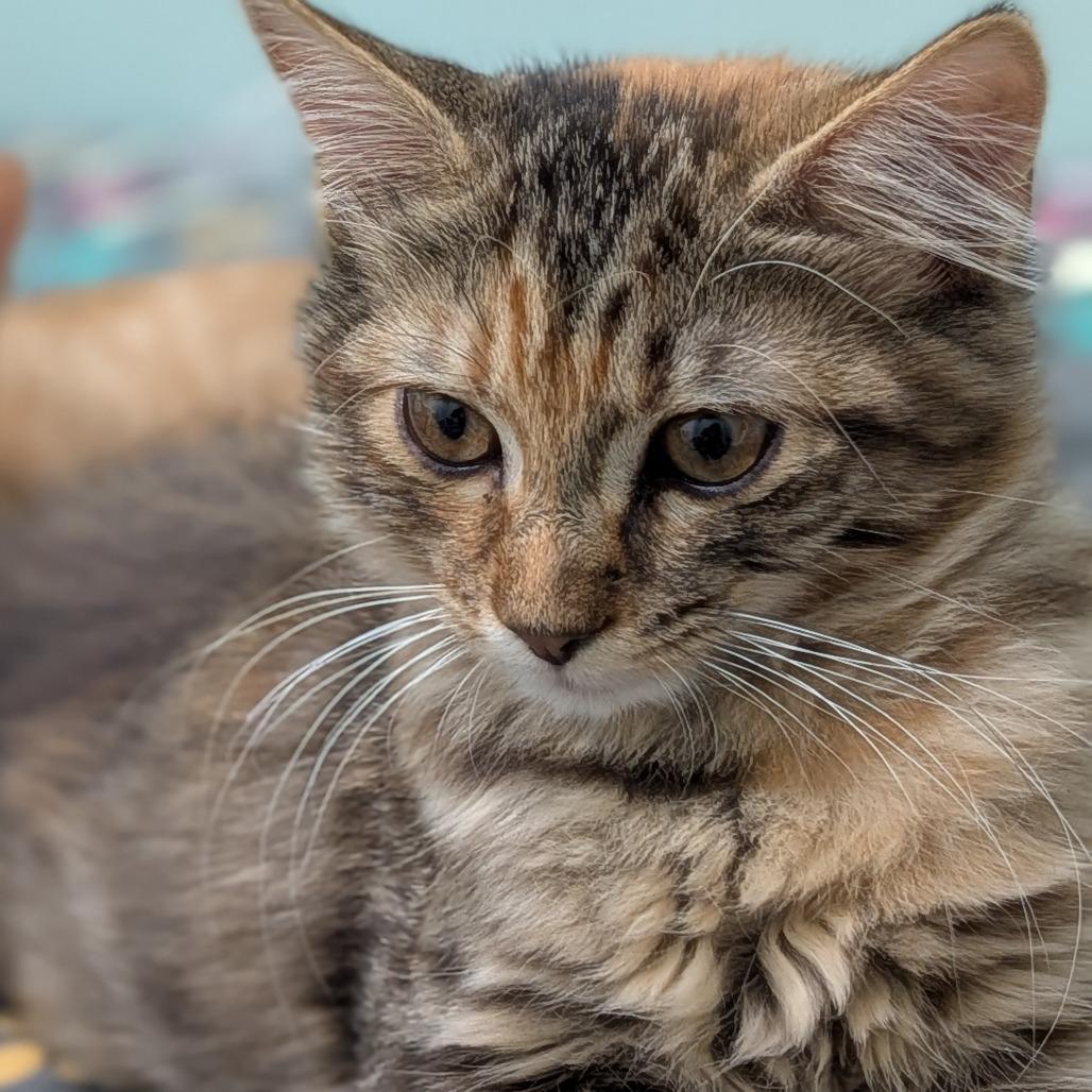Enlarge 26-03 Peach, a Adoptable Domestic Medium Hair in North Branford, CT image 2/3