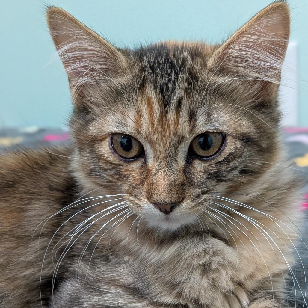 Enlarge 26-03 Peach, a Adoptable Domestic Medium Hair in North Branford, CT image 3/3