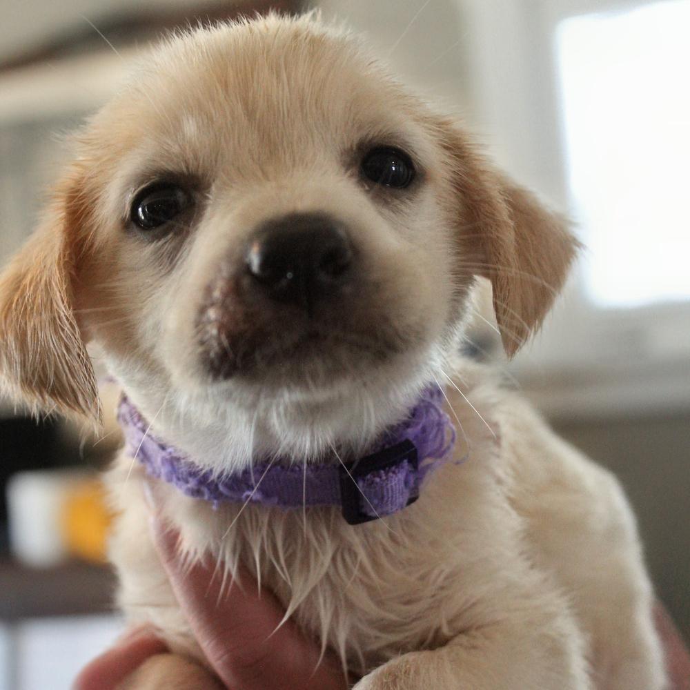 Eastern, Adoptable, Puppy Female Mixed Breed & Labrador Retriever.