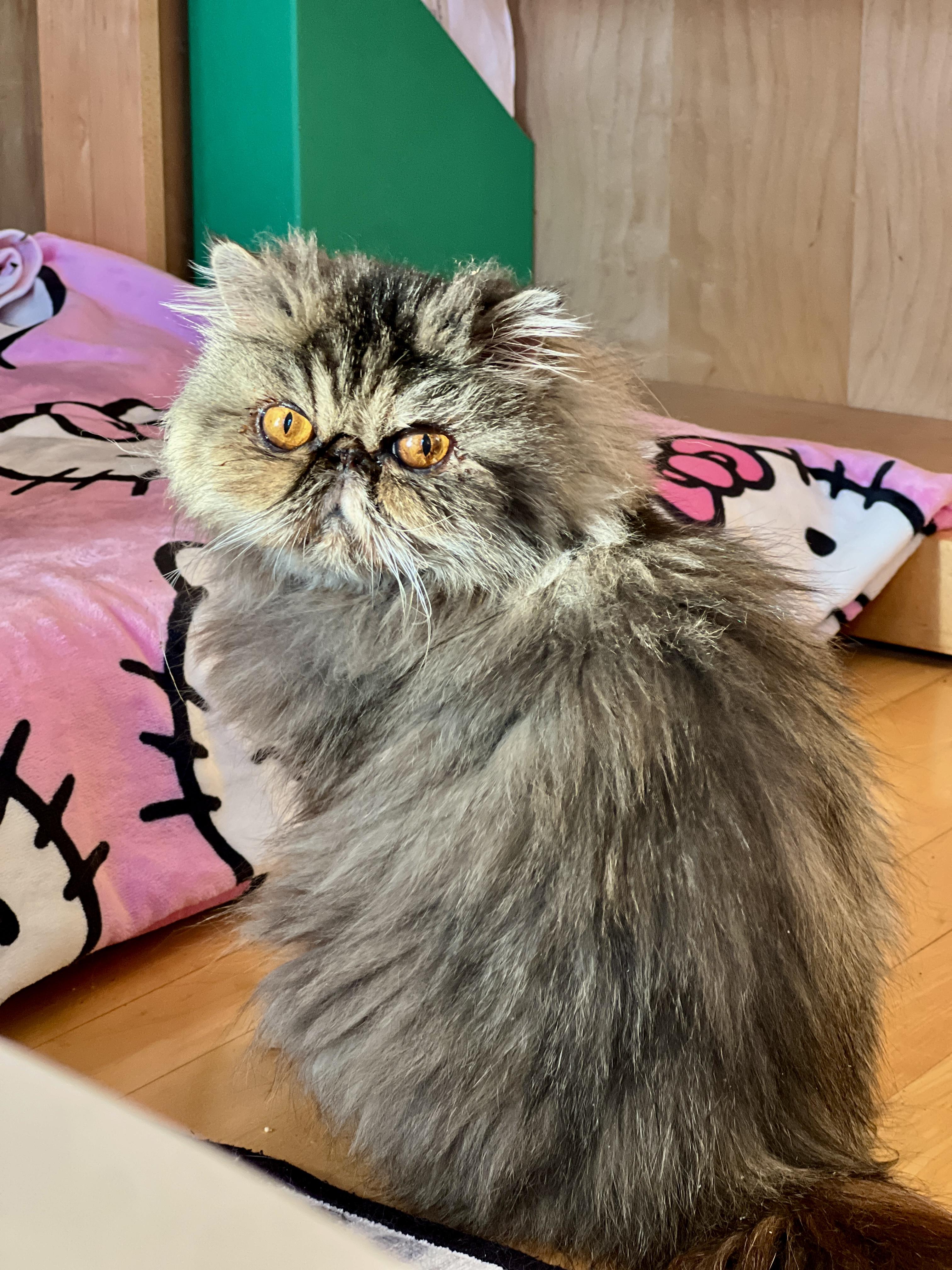 Enlarge Eleanor, a Adoptable Persian in valparaiso, IN image 5/5