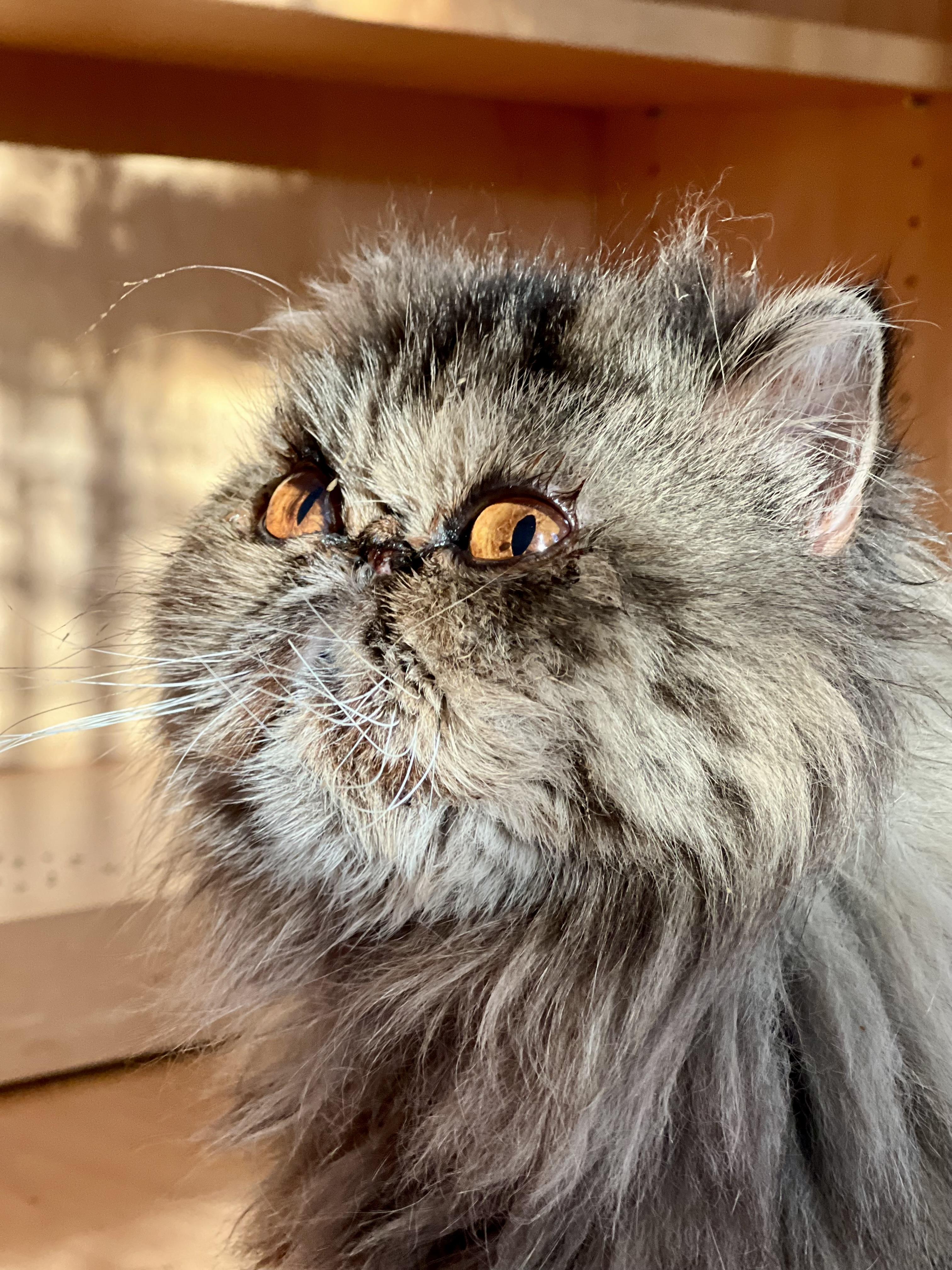 Enlarge Eleanor, a Adoptable Persian in valparaiso, IN image 2/5