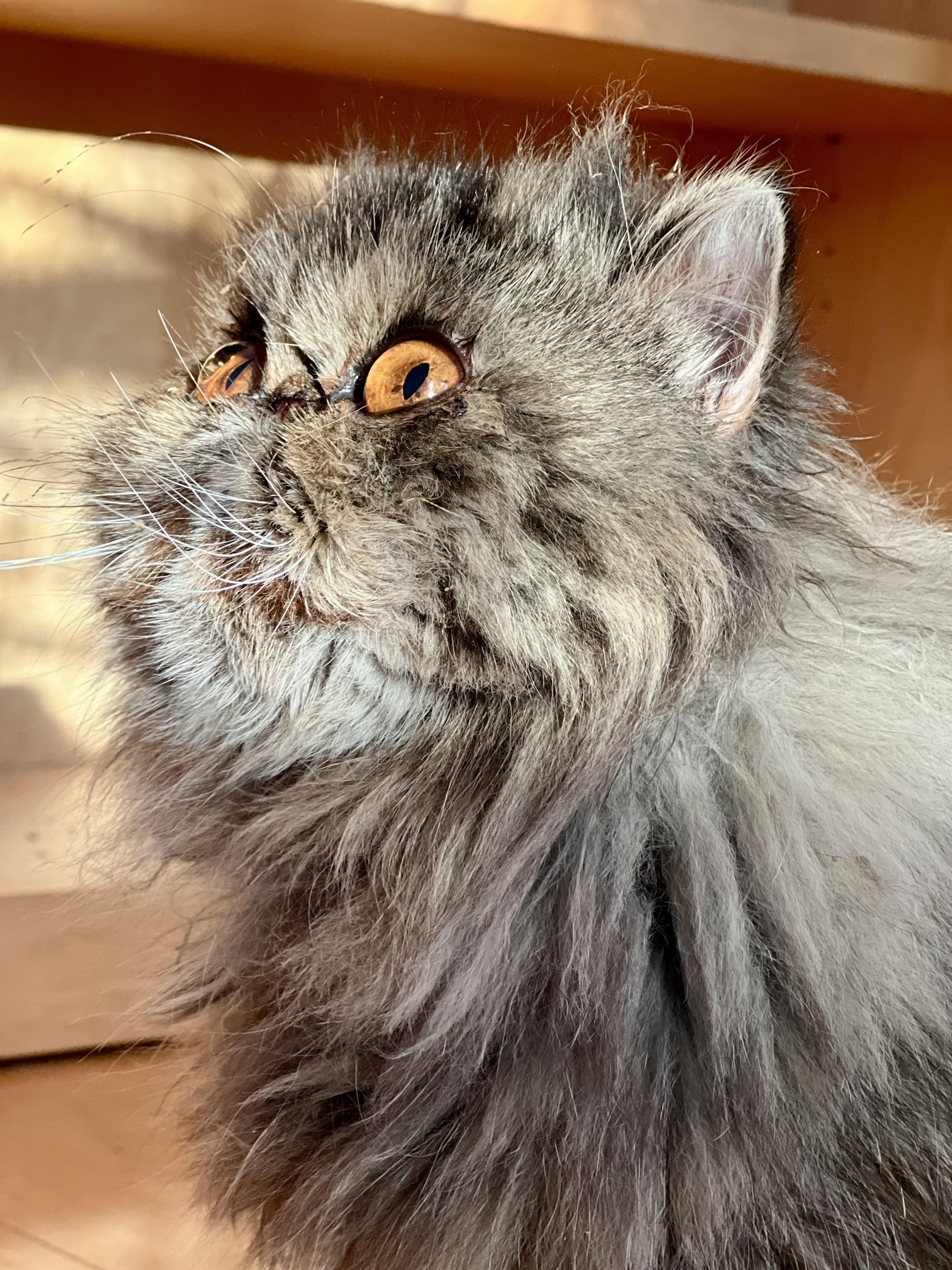 Enlarge Eleanor, a Adoptable Persian in valparaiso, IN image 4/5