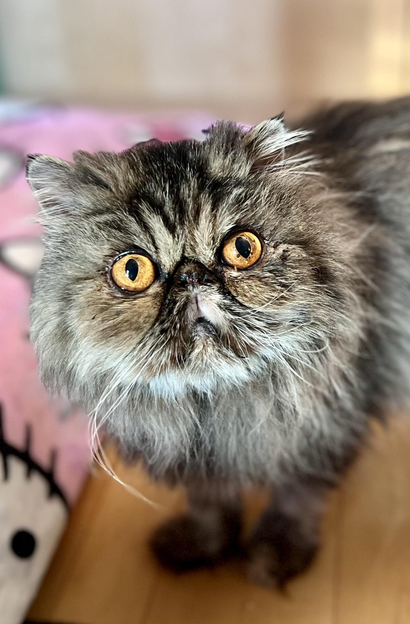 Enlarge Eleanor, a Adoptable Persian in valparaiso, IN image 3/5