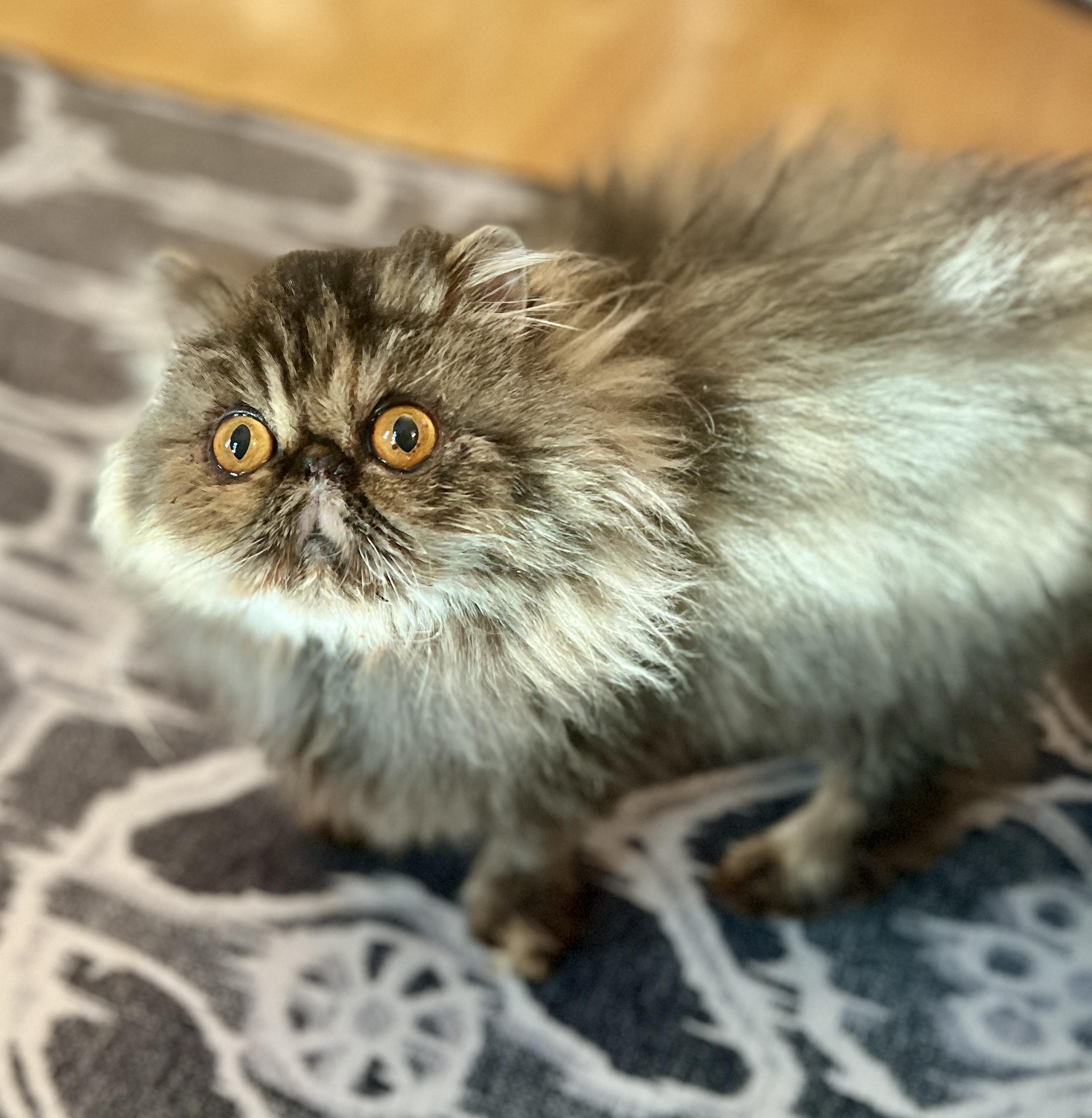 Enlarge Eleanor, a Adoptable Persian in valparaiso, IN image 1/5