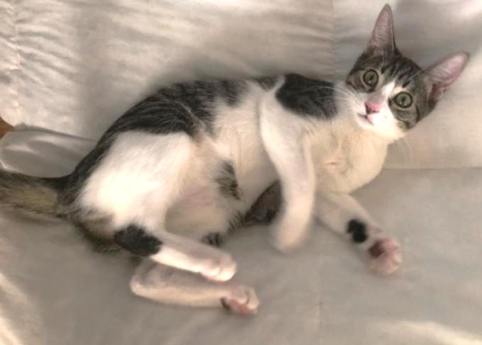 Passed over AGAIN :(, Adoptable, Kitten Female Domestic Short Hair.