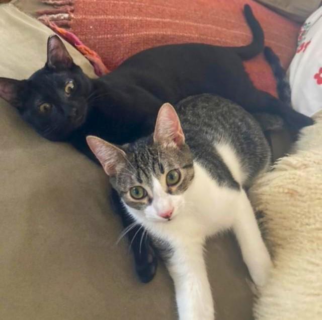 Passed over AGAIN :(, a Adoptable Domestic Short Hair in Jamaica Plain, MA image 2/4