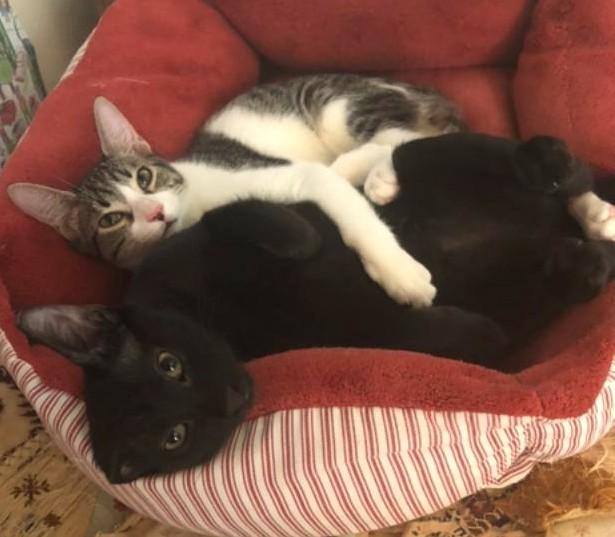 Passed over AGAIN :(, a Adoptable Domestic Short Hair in Jamaica Plain, MA image 3/4