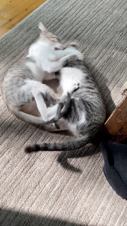 Enlarge Passed over AGAIN :(, a Adoptable Domestic Short Hair in Jamaica Plain, MA video 4/4