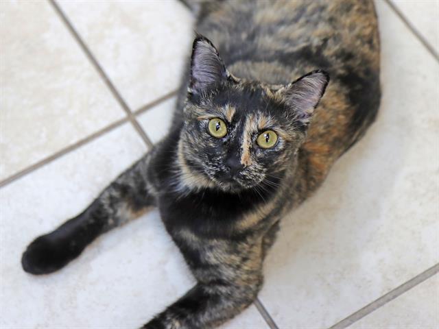 YVETTE, Adoptable, Young Female Domestic Short Hair.