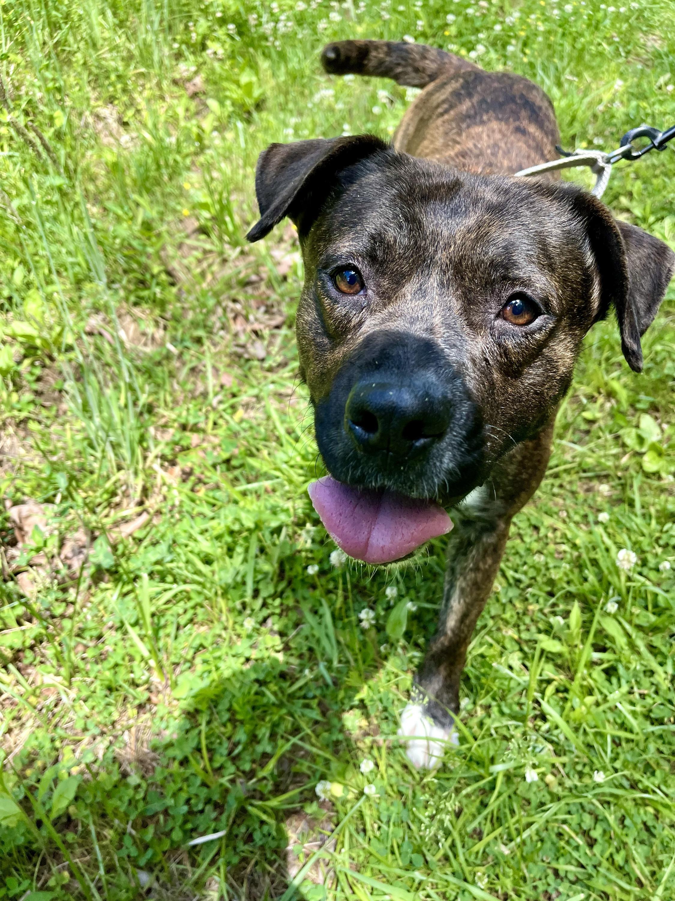 Winchester, ADOPTABLE, Adult Male Mixed Breed.