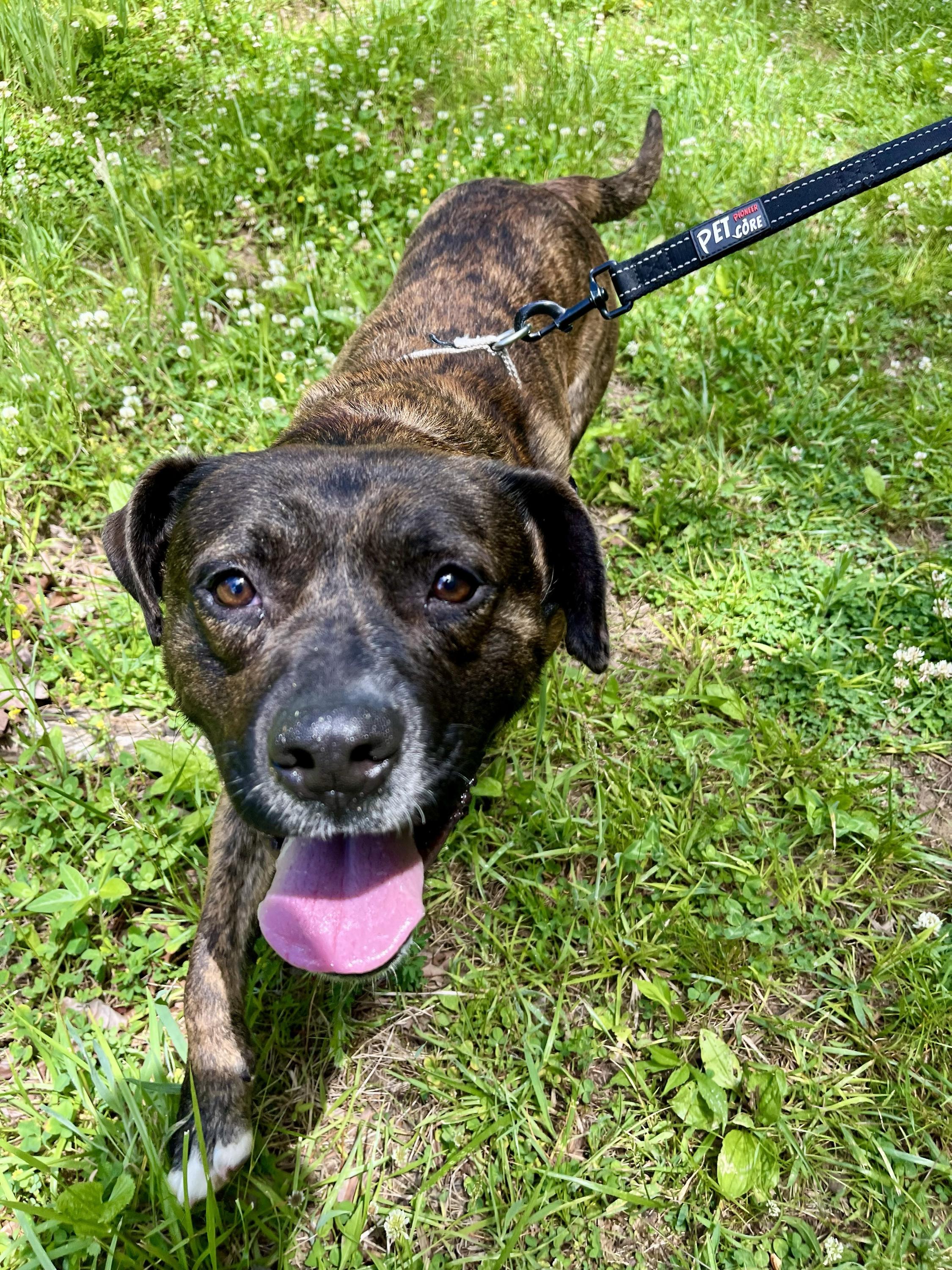 Enlarge Winchester, a ADOPTABLE Mixed Breed in Marshall, NC image 2/2