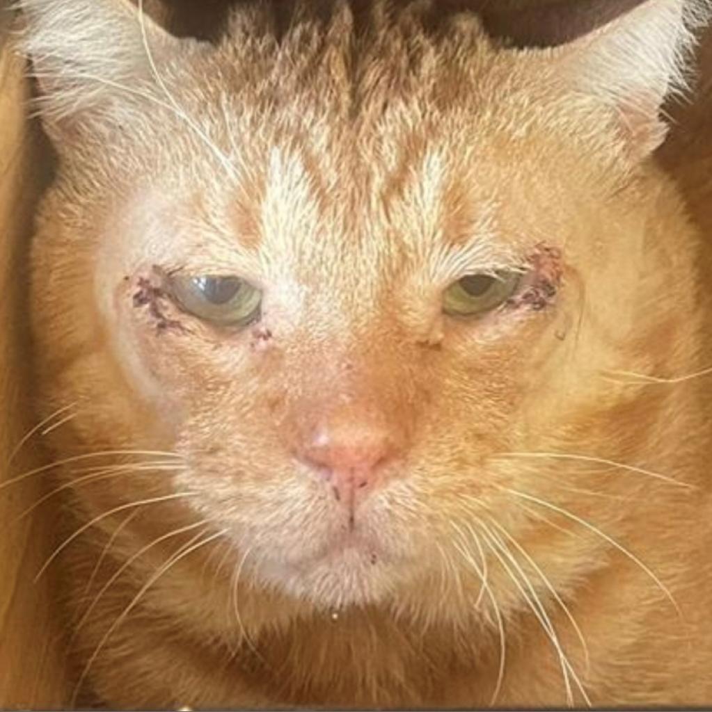 Cumberland, Adoptable, Adult Male Domestic Short Hair.