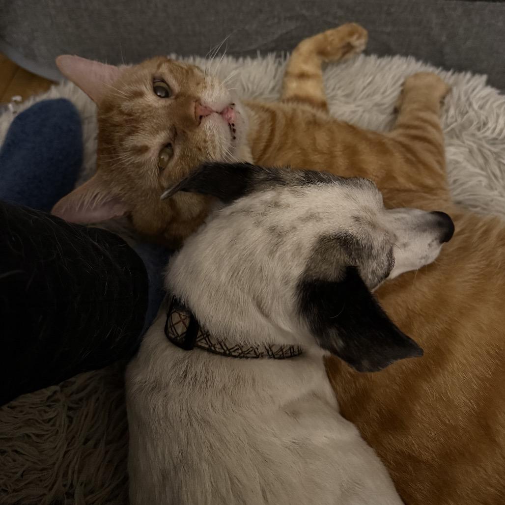 Cumberland, a Adoptable Domestic Short Hair in Brooklyn, NY image 2/3