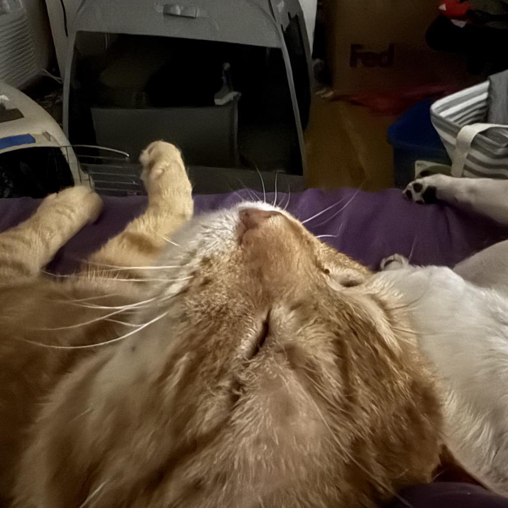 Cumberland, a Adoptable Domestic Short Hair in Brooklyn, NY image 3/3