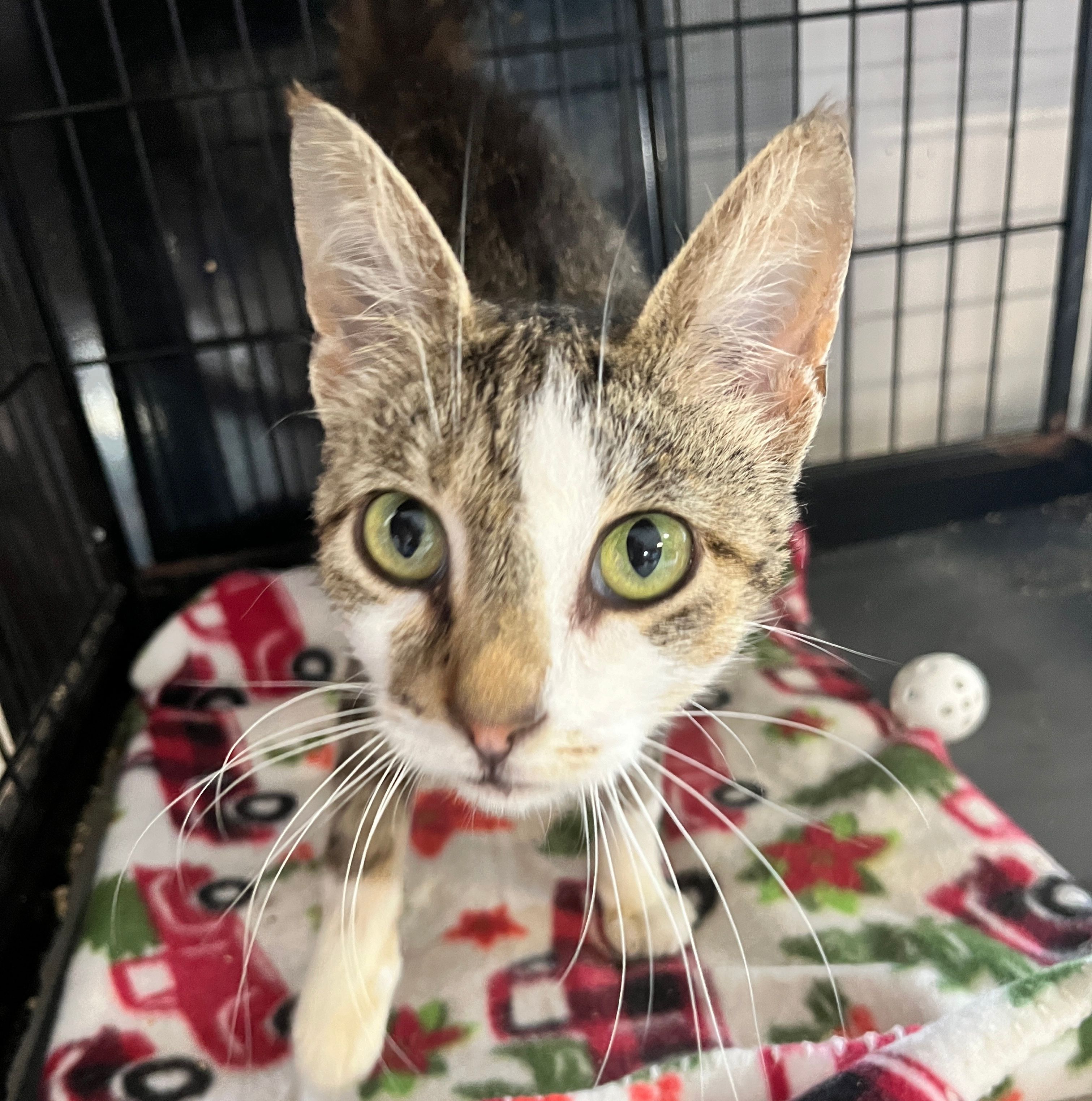 Enlarge TILLY, a Adoptable Domestic Short Hair in Peru, IN image 1/1