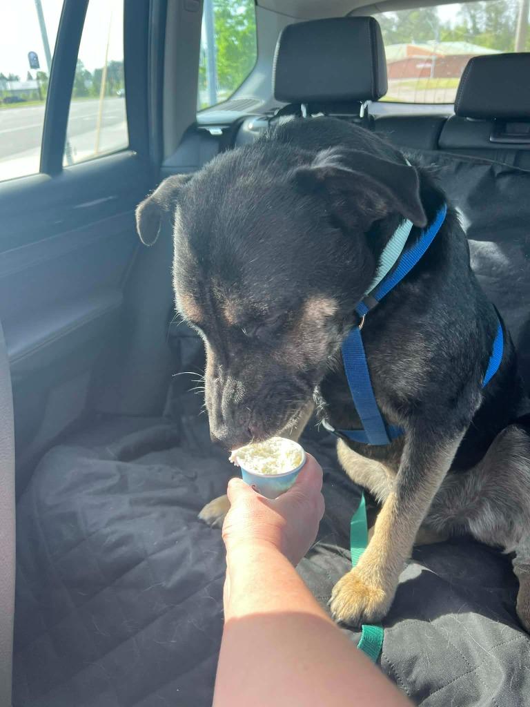 Fritz, a Adoptable mixed breed in Grand Rapids, MN image 2/6