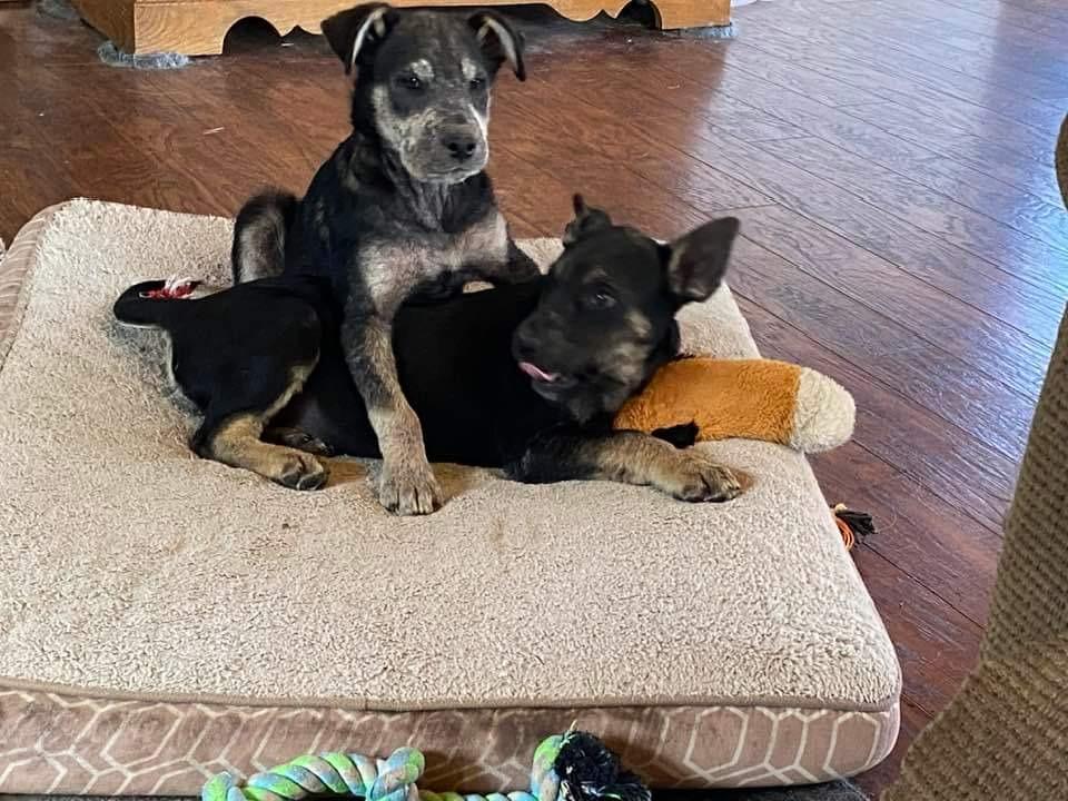 Fritz, a Adoptable mixed breed in Grand Rapids, MN image 3/6