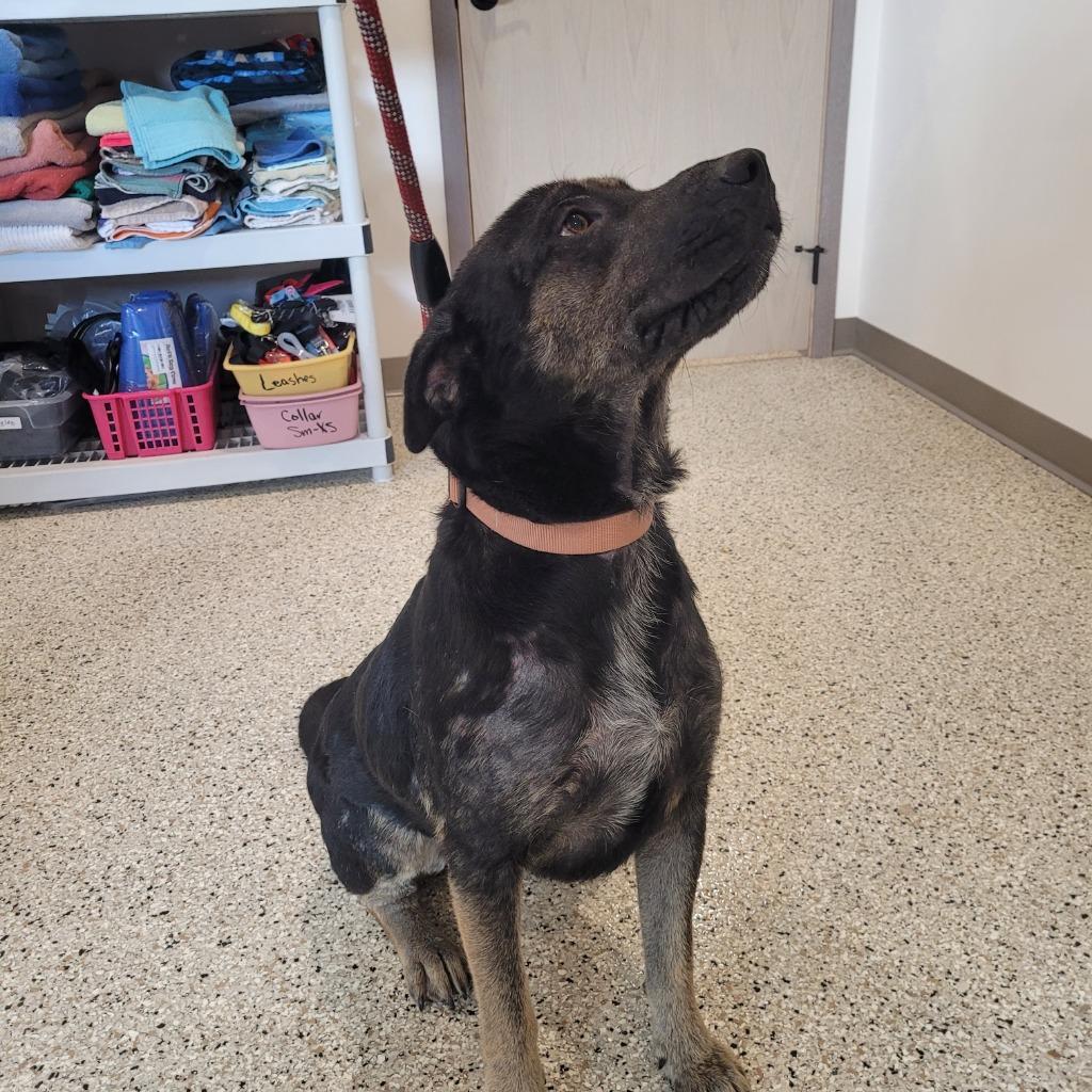 Fritz, a Adoptable mixed breed in Grand Rapids, MN image 4/6