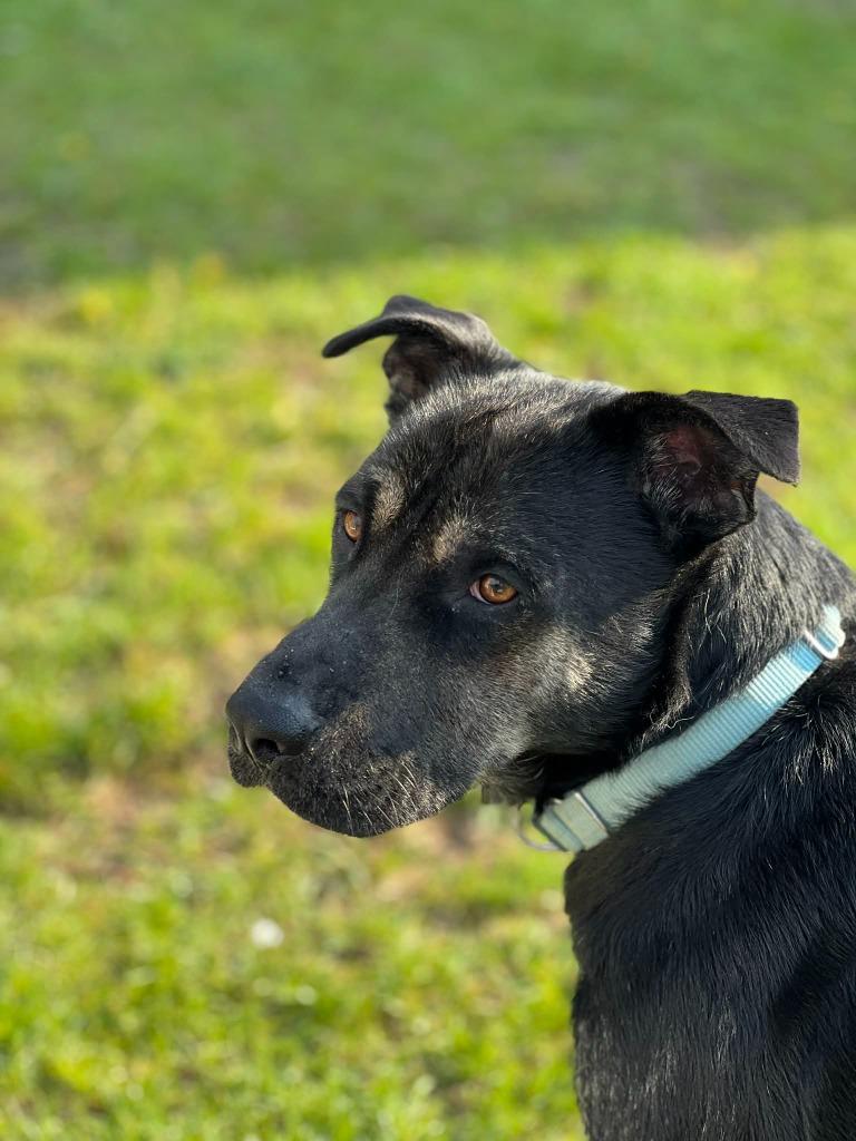 Fritz, a Adoptable mixed breed in Grand Rapids, MN image 5/6