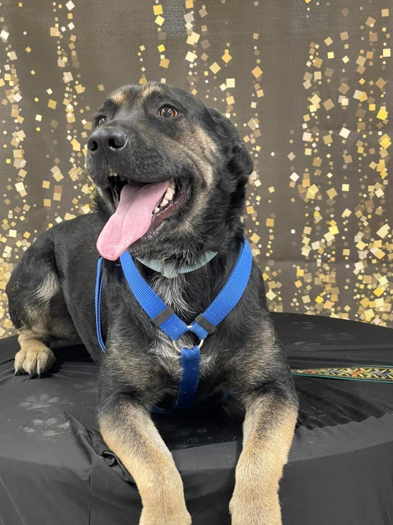 Fritz, a Adoptable mixed breed in Grand Rapids, MN image 6/6