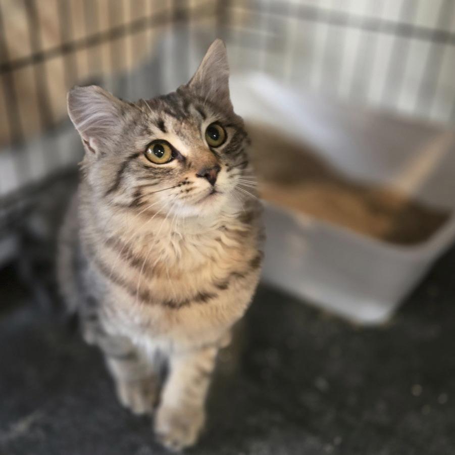 Darla, Adoptable, Kitten Female Domestic Long Hair.