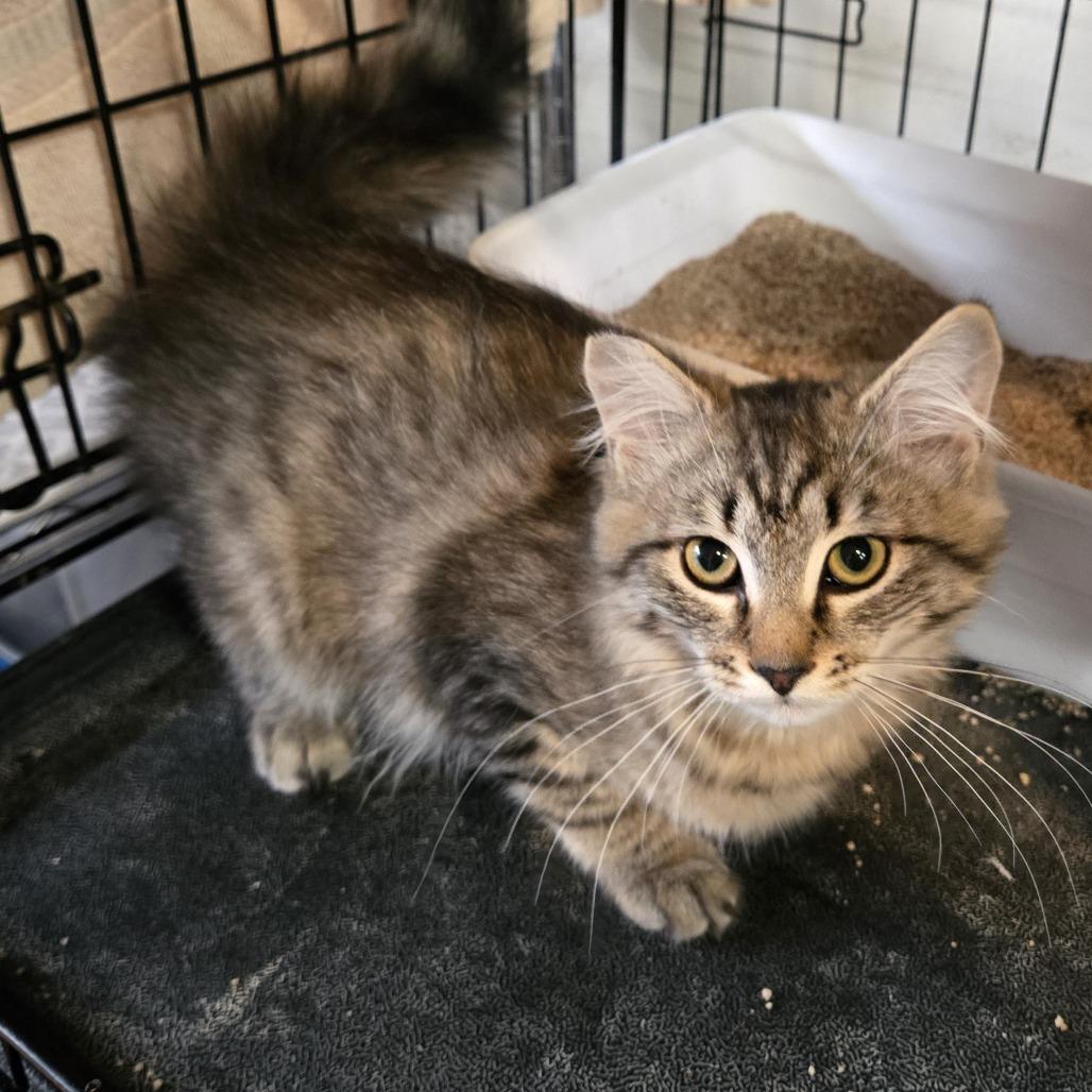 Darla, a Adoptable Domestic Long Hair in Allyn, WA image 2/3