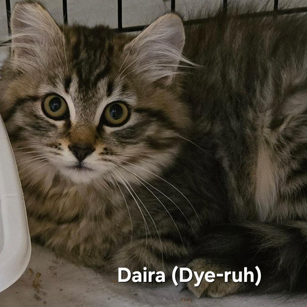 Darla, a Adoptable Domestic Long Hair in Allyn, WA image 3/3