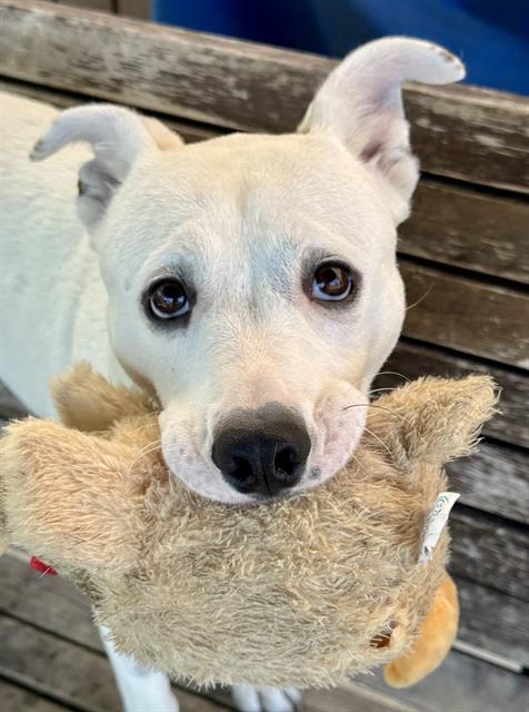 COCONUT, Adoptable, Young Female Australian Cattle Dog / Blue Heeler & Mixed Breed.