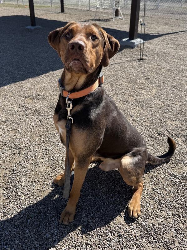 Benson, Adoptable, Adult Male Mixed Breed.