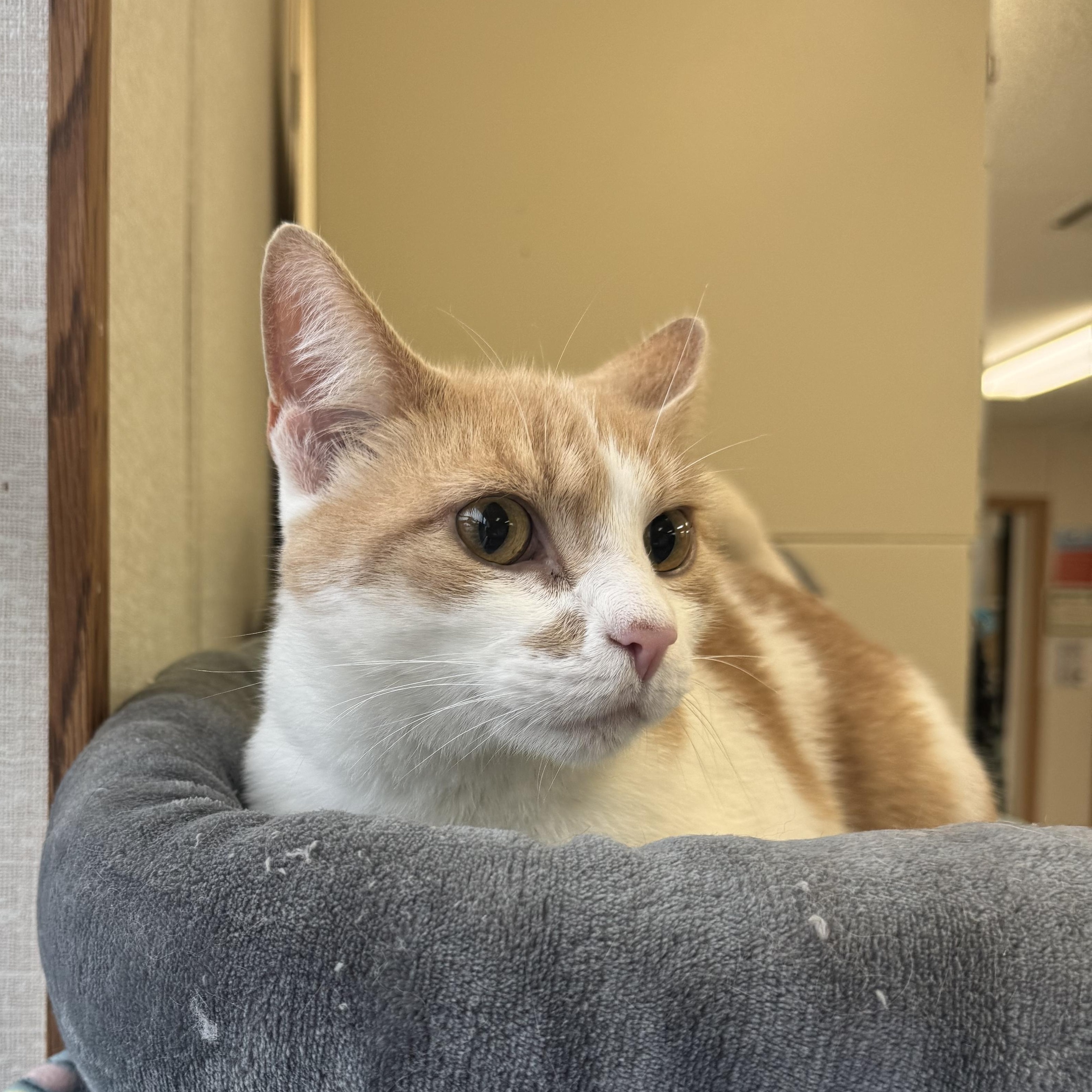 Enlarge Tubby, a Adoptable mixed breed in Salem, NH image 1/2