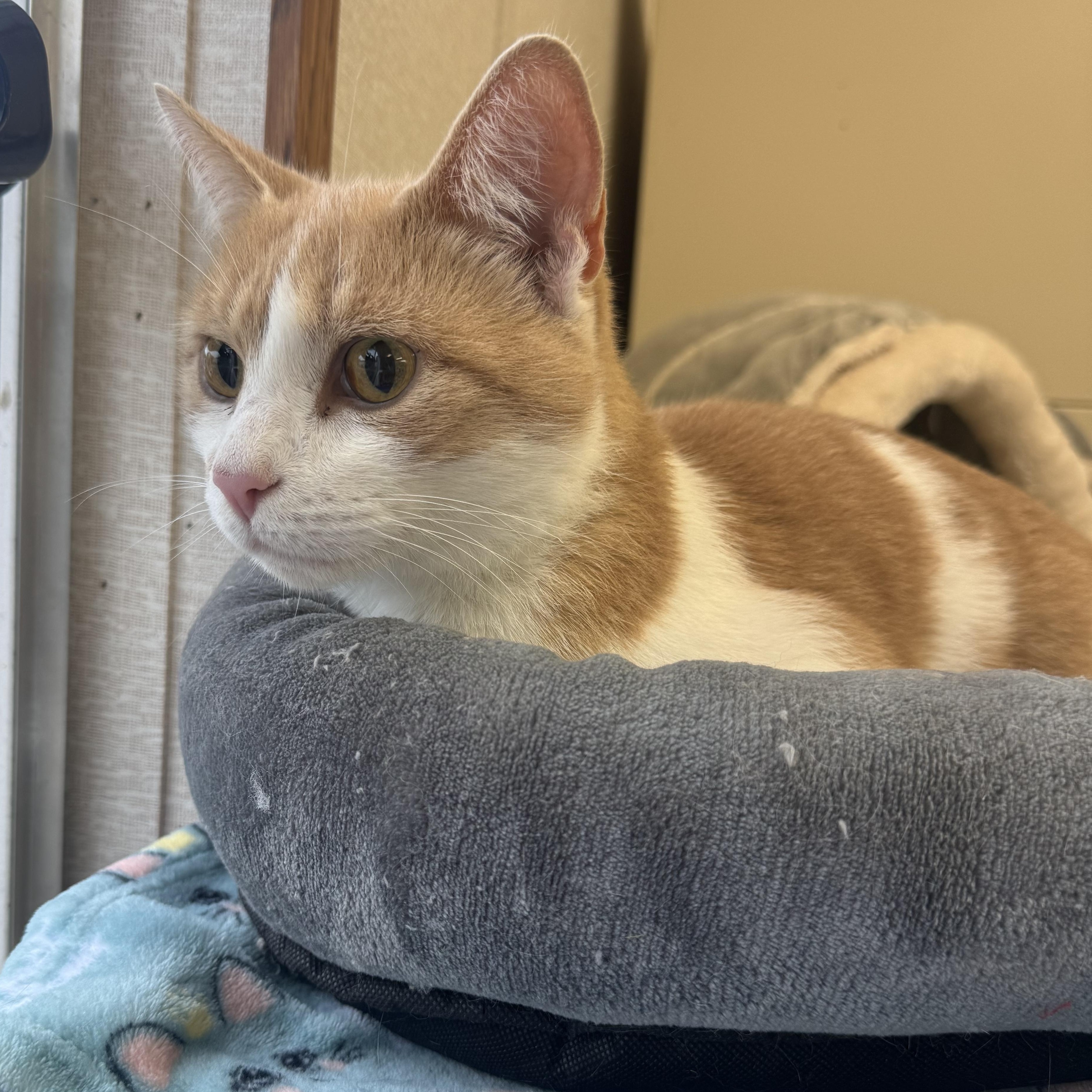 Enlarge Tubby, a Adoptable mixed breed in Salem, NH image 2/2