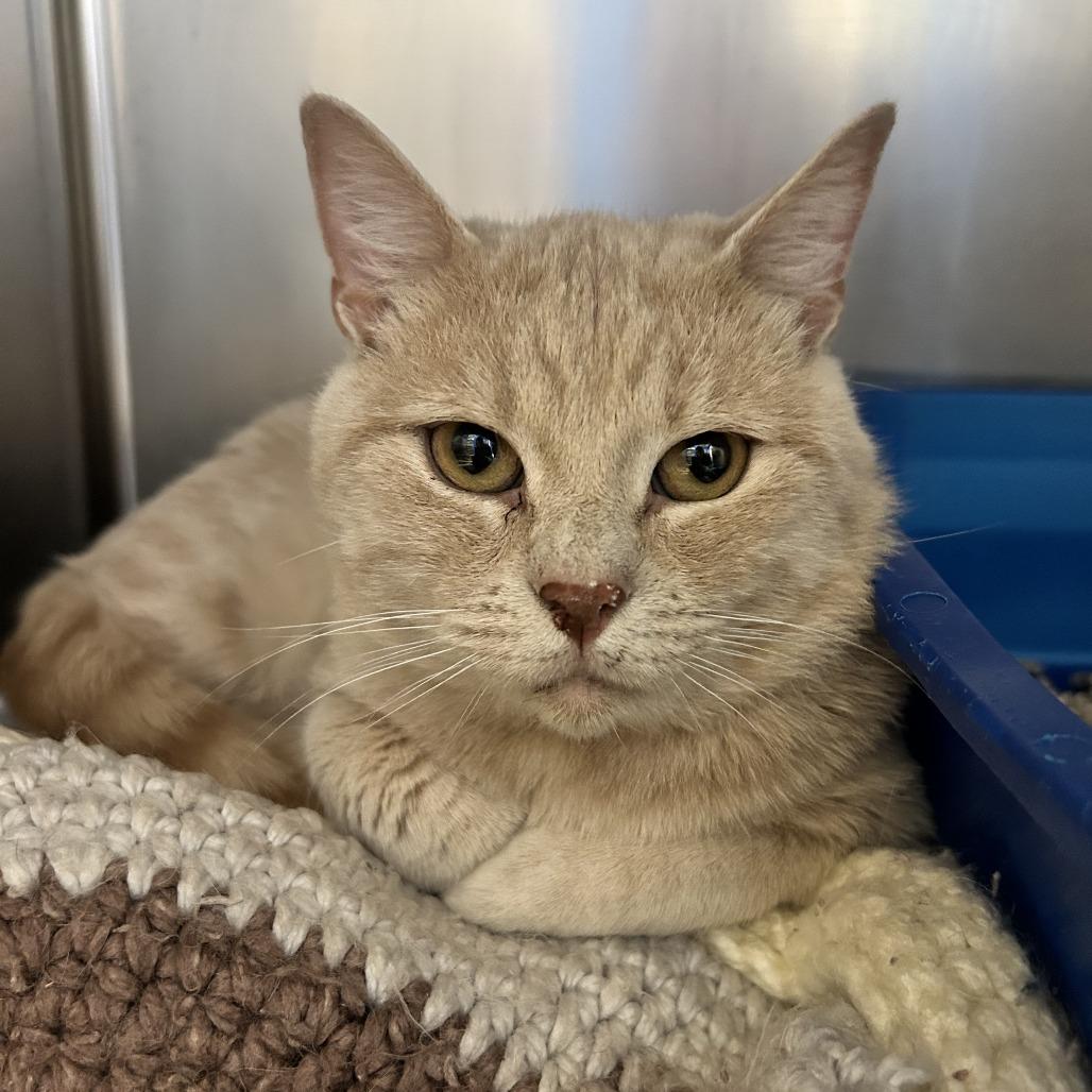 Gizmo, Adoptable, Adult Male Domestic Short Hair.