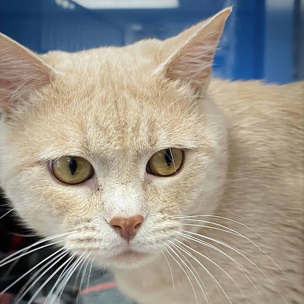 Enlarge Gizmo, a Adoptable Domestic Short Hair in Huntsville, AL image 2/6