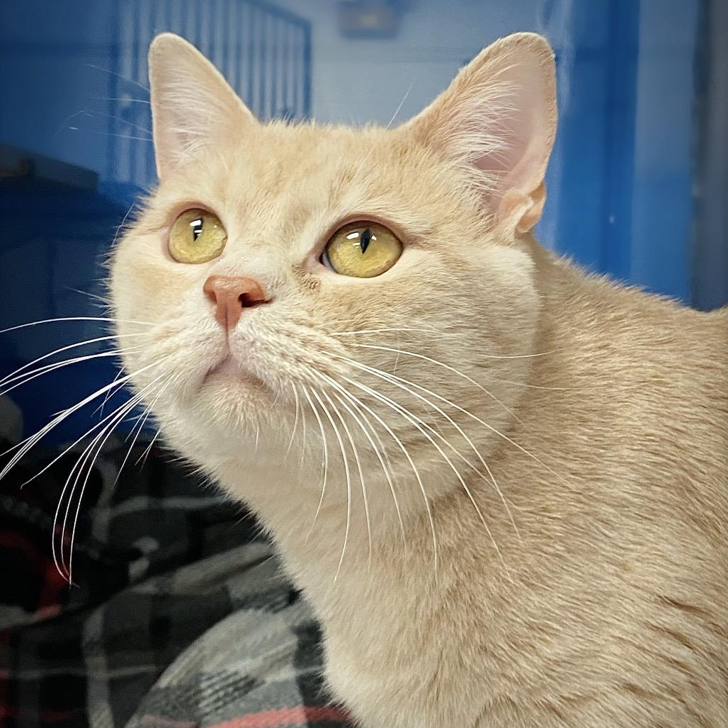 Enlarge Gizmo, a Adoptable Domestic Short Hair in Huntsville, AL image 3/6