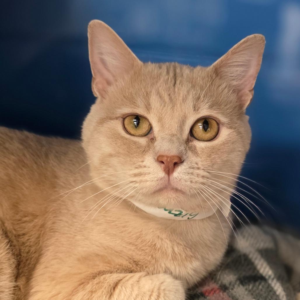 Enlarge Gizmo, a Adoptable Domestic Short Hair in Huntsville, AL image 4/6