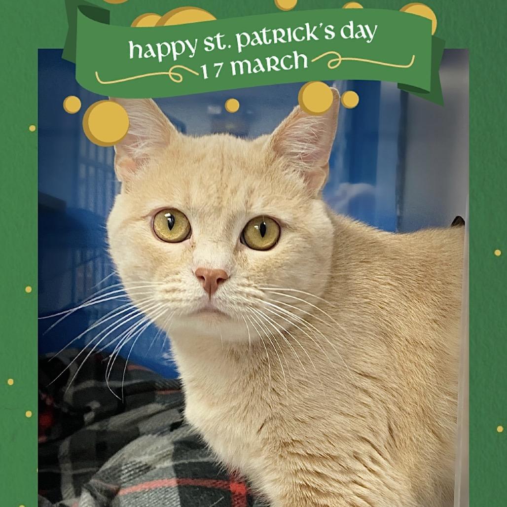 Enlarge Gizmo, a Adoptable Domestic Short Hair in Huntsville, AL image 5/6