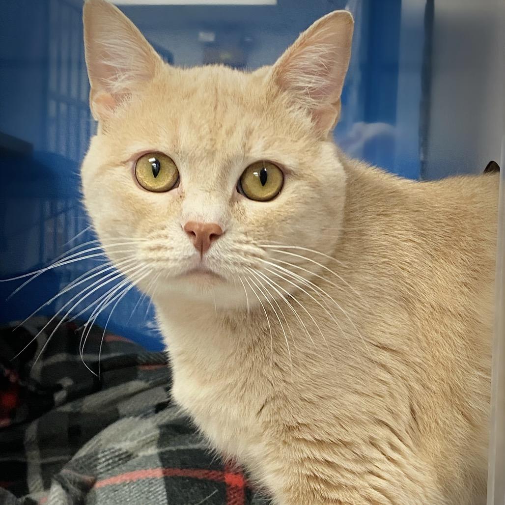 Enlarge Gizmo, a Adoptable Domestic Short Hair in Huntsville, AL image 6/6