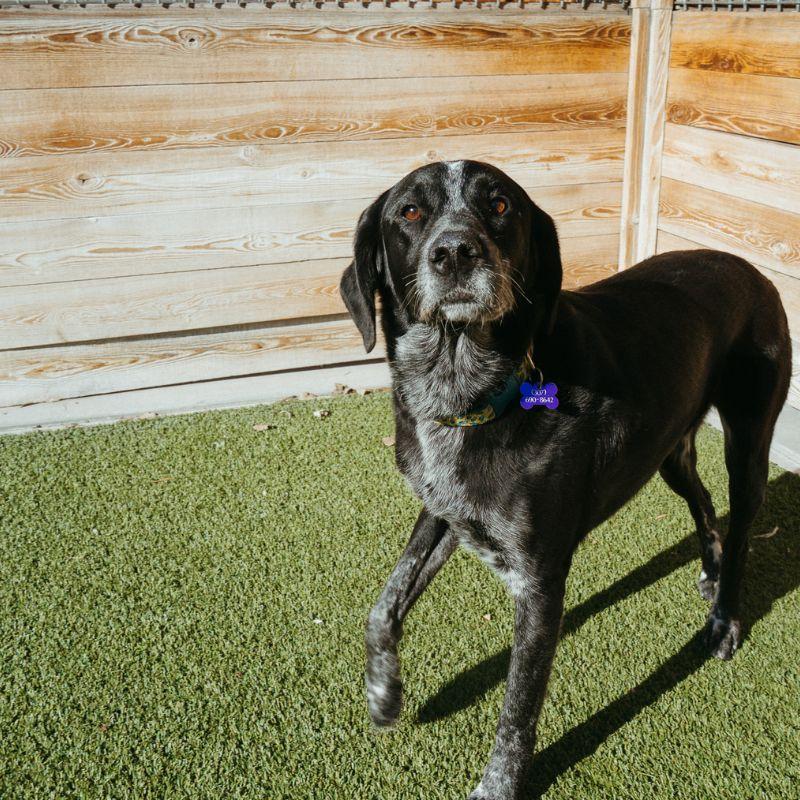 Enlarge Birdie, a ADOPTABLE mixed breed in Jackson, WY image 5/6