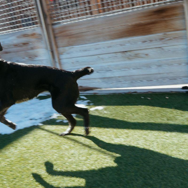 Enlarge Birdie, a ADOPTABLE mixed breed in Jackson, WY image 4/6