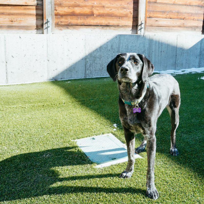 Birdie, ADOPTABLE, Adult Female Australian Cattle Dog / Blue Heeler.