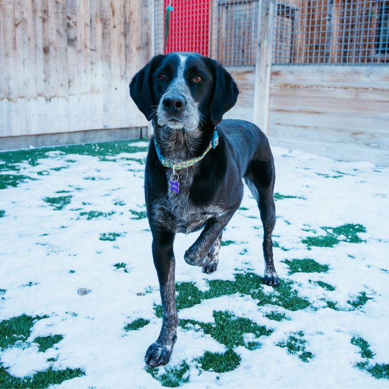Enlarge Birdie, a ADOPTABLE mixed breed in Jackson, WY image 2/6