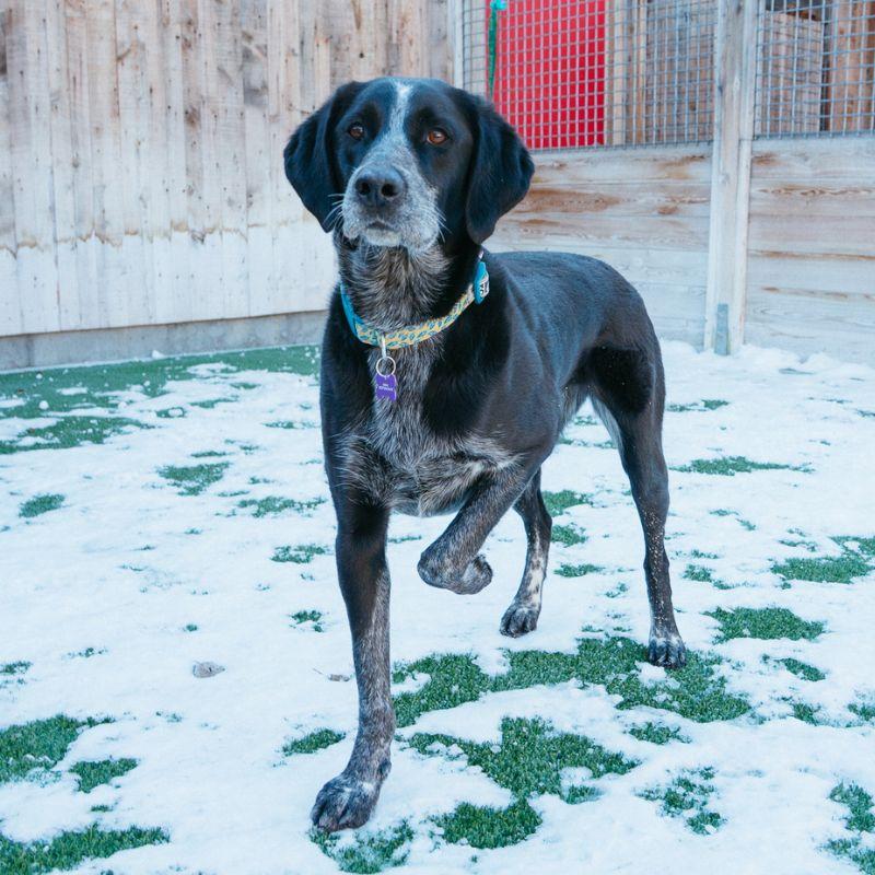 Enlarge Birdie, a ADOPTABLE mixed breed in Jackson, WY image 6/6