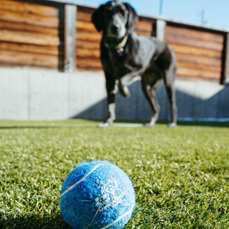 Enlarge Birdie, a ADOPTABLE mixed breed in Jackson, WY image 3/6